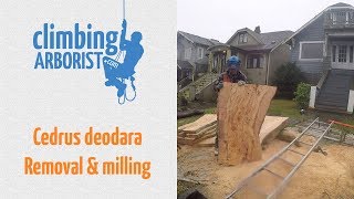 Cedrus deodara tree removal amp milling the trunk w Alaskan mill [upl. by Ecire]