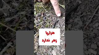 هزارپا زهر ندارد  هزارپا و صدپا متفاوت هستند milipede centipede shorts snake camping [upl. by Denice509]