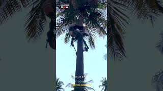 Young boy learns how to climb coconut trees using bike  Coconut Tree Climbing Machine [upl. by Ethelstan]