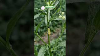 Jassid insect nature forest [upl. by Silra505]