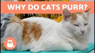 Why Do Cats PURR 😻 Everything You Need to Know [upl. by Utir]