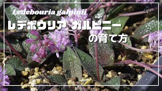 レデボウリア ガルピニー の育て方 Ledebouria galpinii [upl. by Simona]