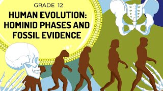 Hominid Evolution  Evidence in Skeleton and Phases of hominids [upl. by Odranreb]