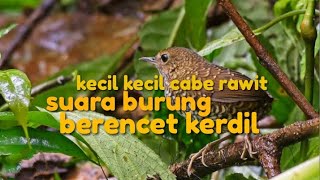 SUARA BURUNG BERENCET KERDIL [upl. by Doug]