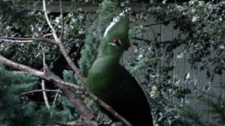 livingstones turaco [upl. by Averir906]