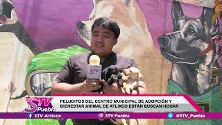 Entérate STV🟣17 cachorritos que están en busca de un hogaren el Centro Municipal de Adopción [upl. by Victoria]