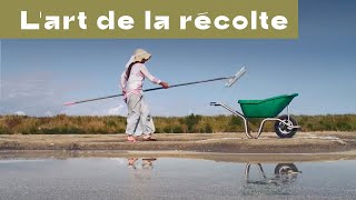 La Récolte de la Fleur de sel de Guérande [upl. by Atsira]