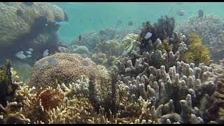 The Secret Island of Gili Gede  Lombok Island  Indonesia [upl. by Dent351]