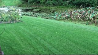 Compadre Zenith Zoysia Grass Seed Plus Zenith Sod 2016 Part 5 [upl. by Eldrida]