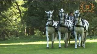 Lipizzaner horses in Szilvásvárad  Lipicai ménes Szilvásvárad [upl. by Ahsieym234]