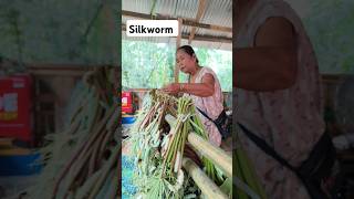 Silkworm Cultivation [upl. by Sander]