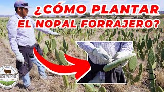 ¿CÓMO PODAR EL NOPAL FORRAJERO  Rancho Cinco Talentos  Zacatecas [upl. by Lal778]