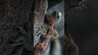 Marine Iguana Amblyrhynchus cristatus  Observed in Description [upl. by Attekram]