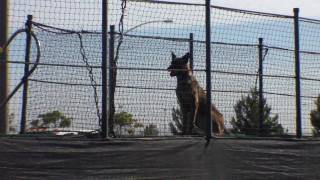 Record Breaking Jump Malinois Dock Diving [upl. by Faxun533]