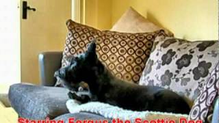 Fergus the Scottie Dog sings the blues  howling at its best funny [upl. by Amahcen312]