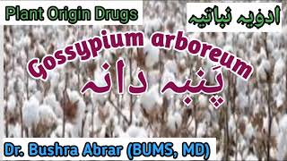 Plant origin Drugs Gossypium arboreum پنبہ دانہ بنولہ تخم کپاسIntroduction Unanipumbadana [upl. by Furtek912]