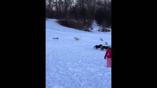 Sledding with Miniatures Feb 2015 [upl. by Enale931]