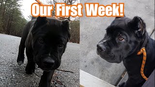 First Week With Our Cane Corso Puppy  Starting Basic Obedience [upl. by Arrek]