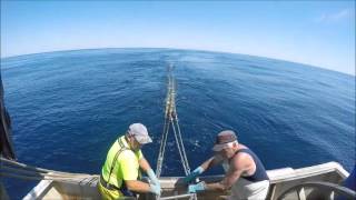 Flathead fishing in the South East Trawl Fishery Danish Seining [upl. by Eirolam]