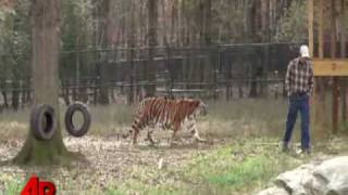 First Person Bear Lion Tiger Living in Harmony [upl. by Akiv148]