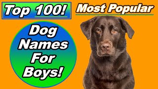 Top 100 Dog Names For Boys with Meanings and Origins [upl. by Iams]