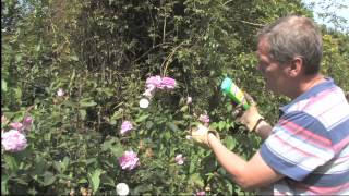 How to Get Rid of Bindweed  Video  Roundup Weedkiller [upl. by Deland]