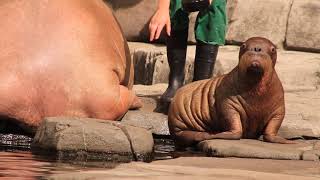 Walross Nachwuchs Tierpark Hagenbeck 05082018 [upl. by Lacim271]