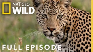 Leopards Rock Full Episode  Savage Kingdom [upl. by Cacilia939]