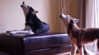 2 TALKING DOGS ARGUE BY HOWLING ORIGINAL [upl. by Shawna637]