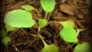 PART 2 Bioponics Combining Biochar Compost Tea Urine Unique Unusual [upl. by Coreen773]