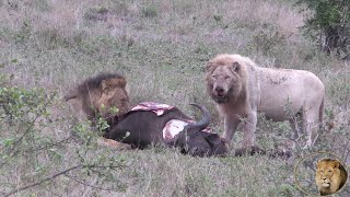 Exclusive  A Day With Casper The White Lion And Brothers At A Triple Buffalo Kill [upl. by Imoyn]