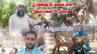 Imam masjid ka bahlawli o pothwari bakri ka Shok owner Muhammad Zubair امام مسجد کا شوق [upl. by Elbart]