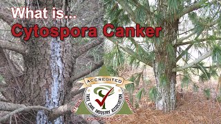 What is Cytospora Canker Killer of Colorado Blue Spruce [upl. by Asset]