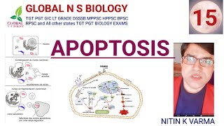 APOPTOSIS [upl. by Archer]