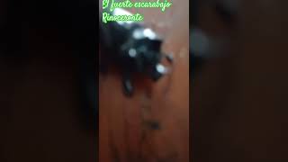 Escarabajo rinoceronte 🇲🇽 escarabajo insectos [upl. by Allister]