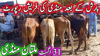 Multan Cow Mandi Fresh Latest Update Today 31082024  Cholistani Sahiwal Bachre  Cow Mandi 2024🔥 [upl. by Aicilaana52]