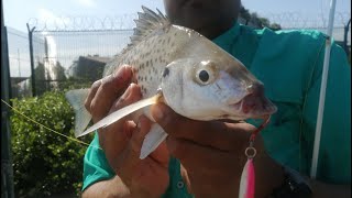 Light Shore Slow Jigging the First Day on the Holidays Nice Specimens Caught [upl. by Aitnahs945]