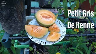 Melon variety Petit Gris De Renne A great melon for cold climates [upl. by Gnep]