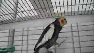 Mon cockatiel qui chante [upl. by Artied]