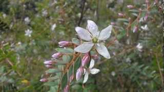 BUCHÚ Agathosma crenulata wwwriomoroscom [upl. by Rauscher]