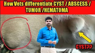 how to diagnose and treat cyst abscesstumorhematoma in dogs [upl. by Edmon319]