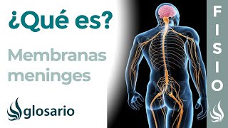 MENINGES  Qué es ubicación función y lesiones [upl. by Rojam]