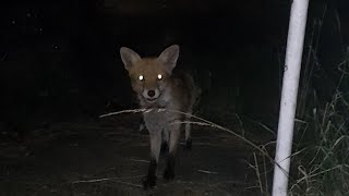 YOUNG SMILING HUNGRY FOX IS BACK FOR DOG BISCUITS Hainault London wildfox shorts foxs foxnews [upl. by Oisorbma458]