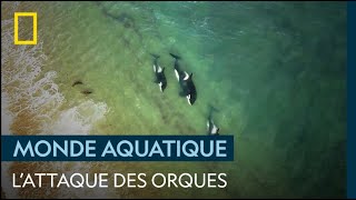 🐋Documental  ORCAS ASESINAS National Geographic [upl. by Weeks]