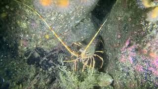 Diving Glebe Rock Scalpay Outer Hebrides [upl. by Aerdua]