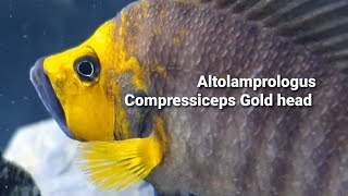 Altolamprologus Compressiceps Gold head [upl. by Reivaj]