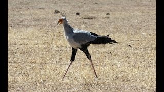 Uccello Serpentario a caccia nel Kgalagadi Trasfrontier Park  Sudafrica e Botswana [upl. by Eilsil]