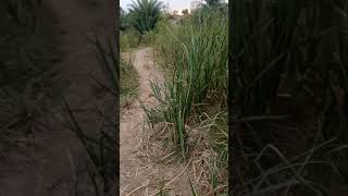 LEYMUS ARENARIUS BLUE LYME GRASS Without Water•Leymus Arenarius In Sandy Area Short Video [upl. by Saticilef]