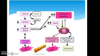 ISCHEMIA REPERFUSION INJURY [upl. by Raamaj]