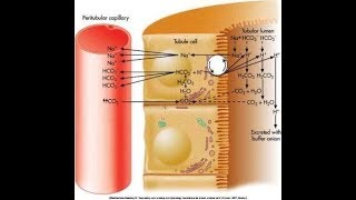 Electrolyte Homeostasis Part 3 Effect of aldosterone on potassium Diuretics potassium calcium [upl. by Onitsuj]